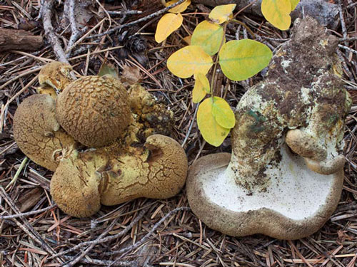 Albatrellus ellisii  - Mushroom Species Images